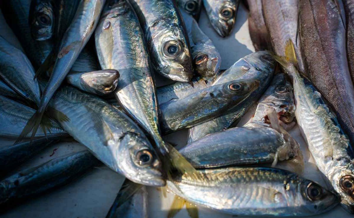 “Il sabato non comprare mai il pesce: ti danno solo rimanenze” | L’opinione dell’esperto: è solo una bufala