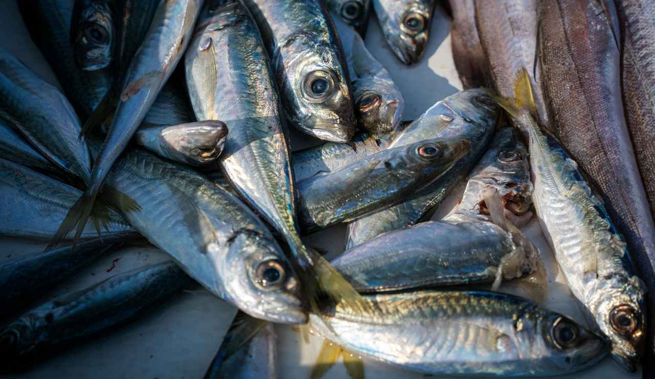 Ministero della Salute preoccupatissimo: non comprate il pesce natalizio | Richiamo urgente e immediato